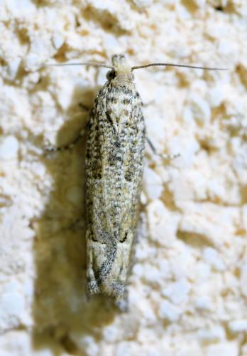 Pelochrista sp.